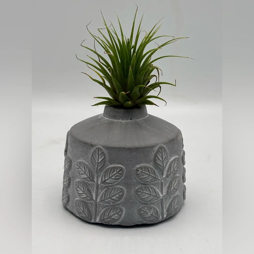 Modern Boho Live Air Plant - Grey Leaf Relief Concrete Pot